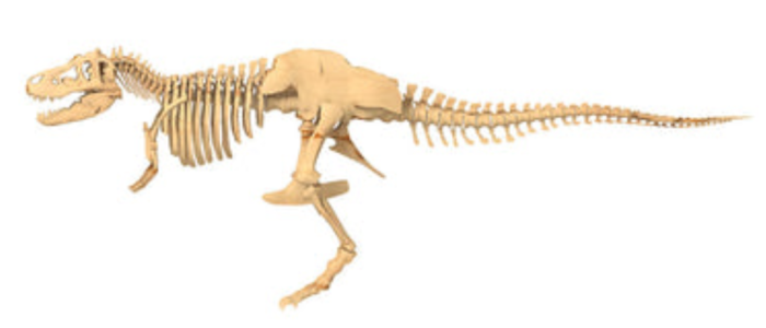 Thames & Kosmos- Giant Dinosaur Skeleton Kit